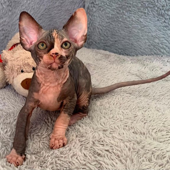 Sphynx Paris kitten is in USA