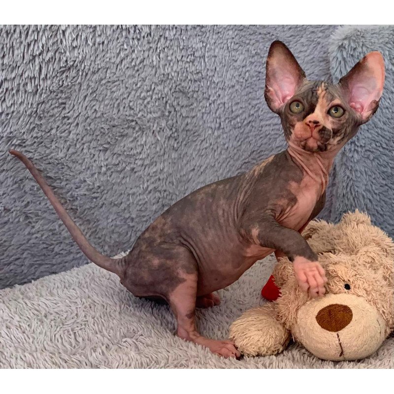 Sphynx Paris kitten is in USA