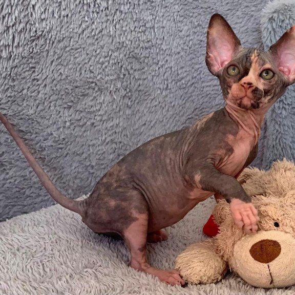 Sphynx Paris kitten is in USA