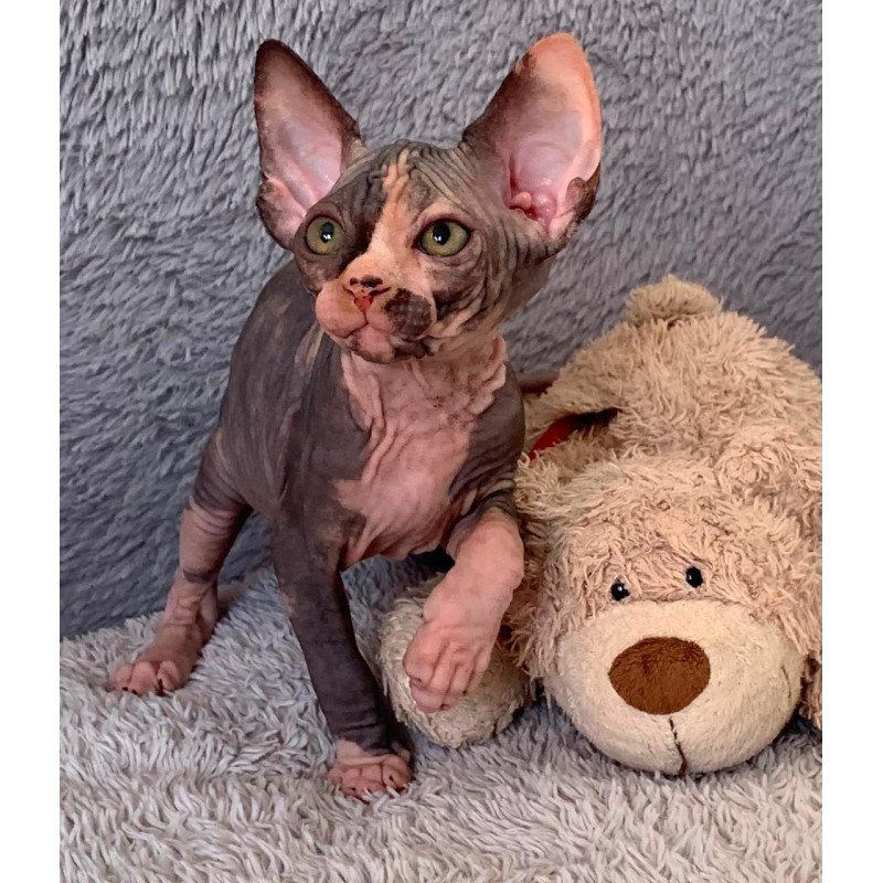 Sphynx Paris kitten is in USA