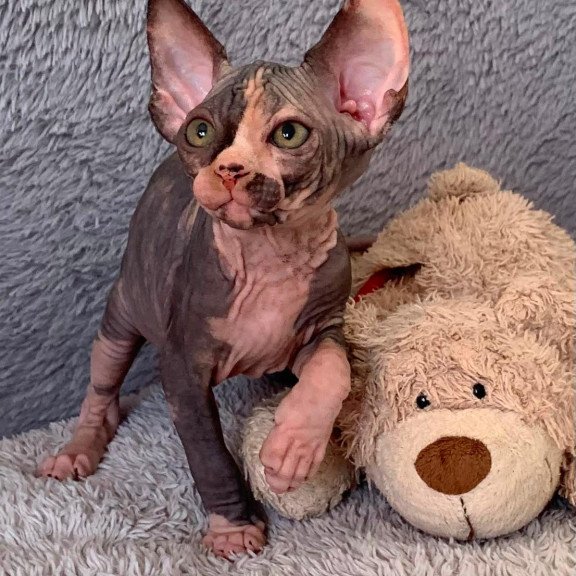 Sphynx Paris kitten is in USA
