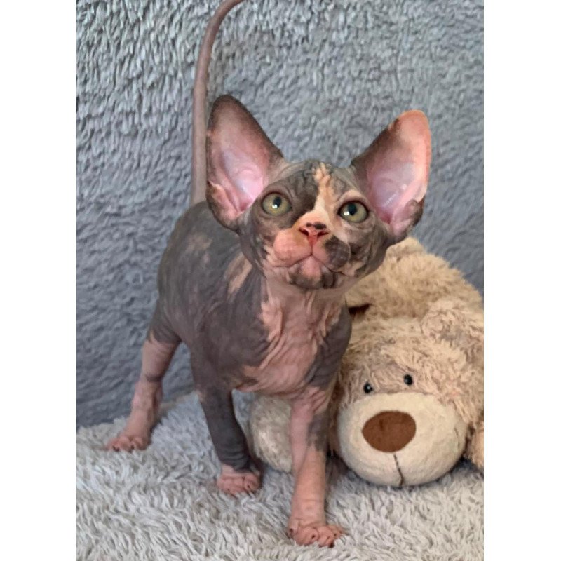 Sphynx Paris kitten is in USA