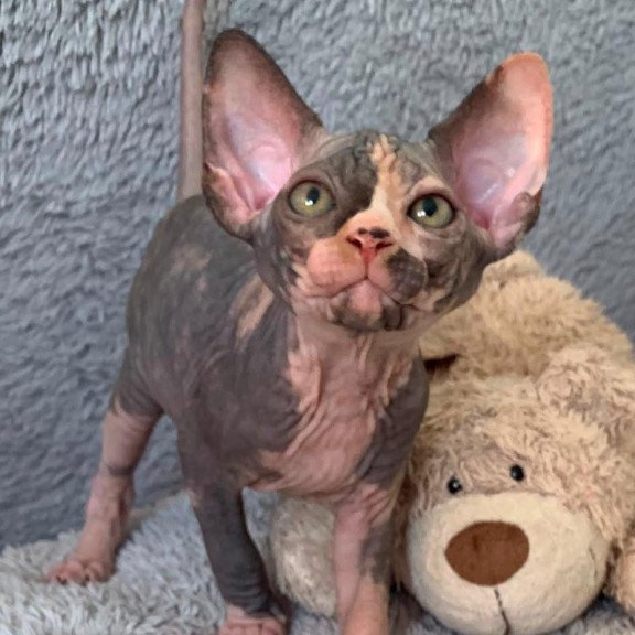 Sphynx Paris kitten is in USA