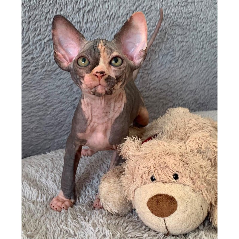 Sphynx Paris kitten is in USA