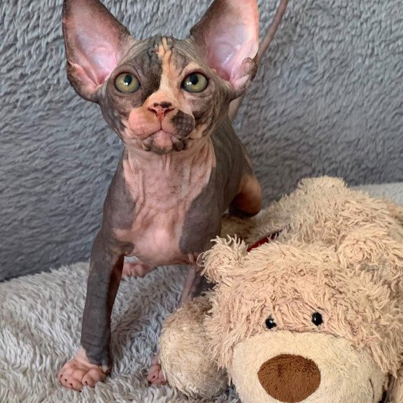 Sphynx Paris kitten is in USA
