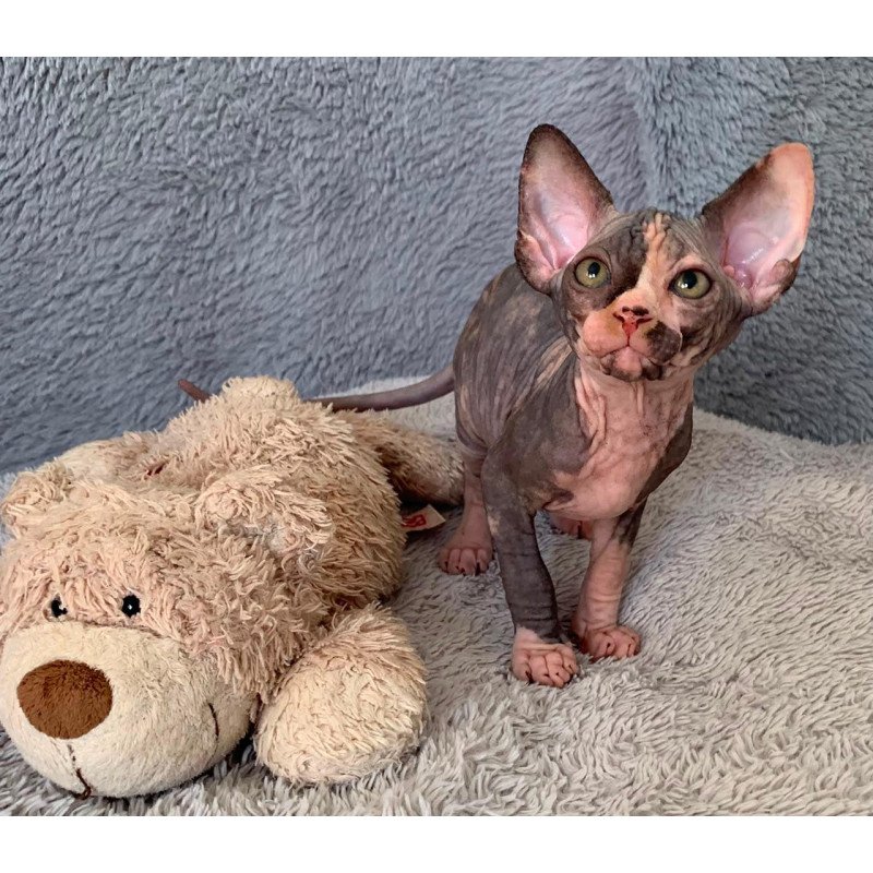 Sphynx Paris kitten is in USA