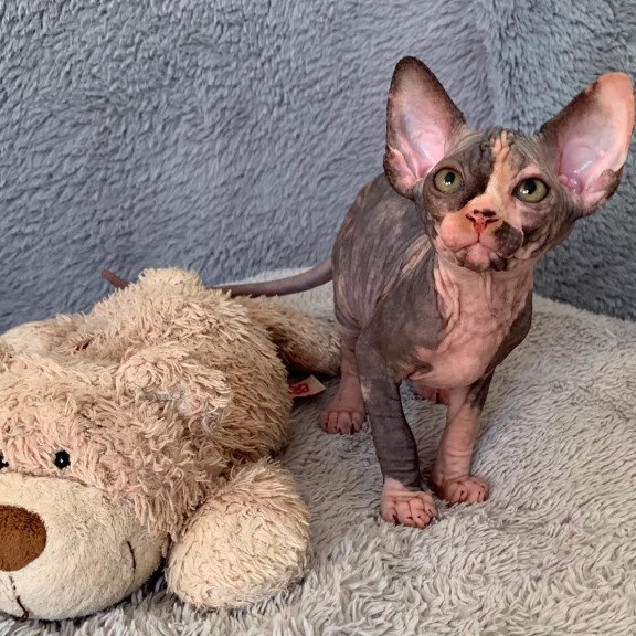 Sphynx Paris kitten is in USA