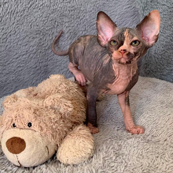 Sphynx Paris kitten is in USA