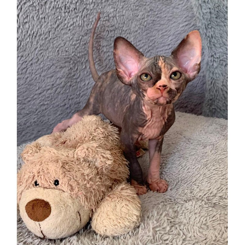 Sphynx Paris kitten is in USA