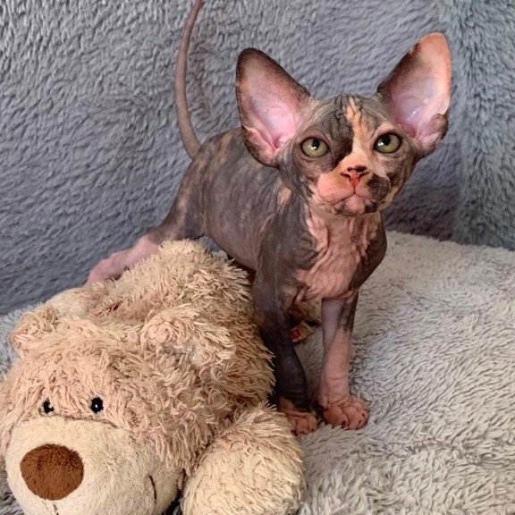 Sphynx Paris kitten is in USA