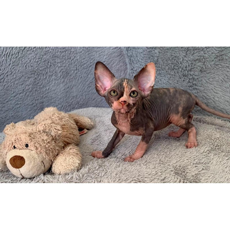 Sphynx Paris kitten is in USA
