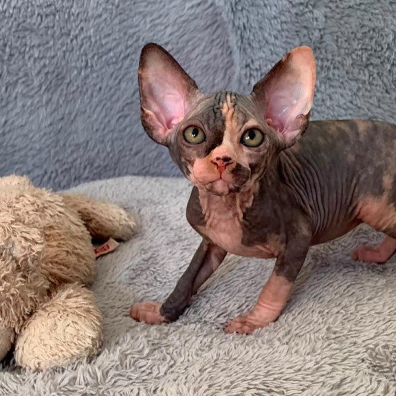 Sphynx Paris kitten is in USA
