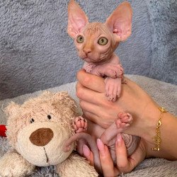 Sphynx Pumpkin kitten is in...