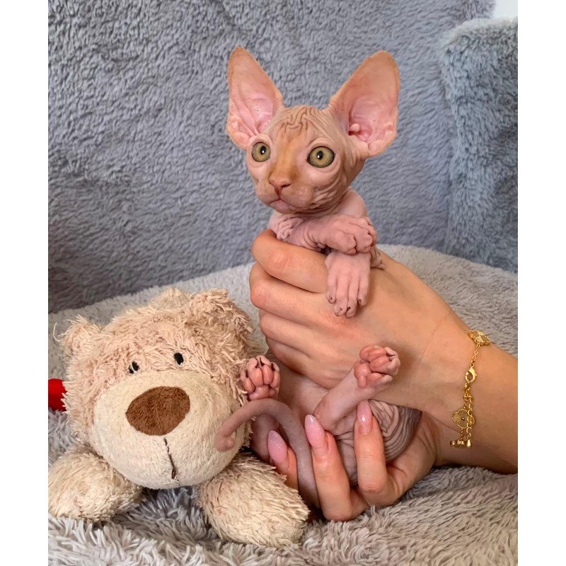 Sphynx Pumpkin kitten is in USA