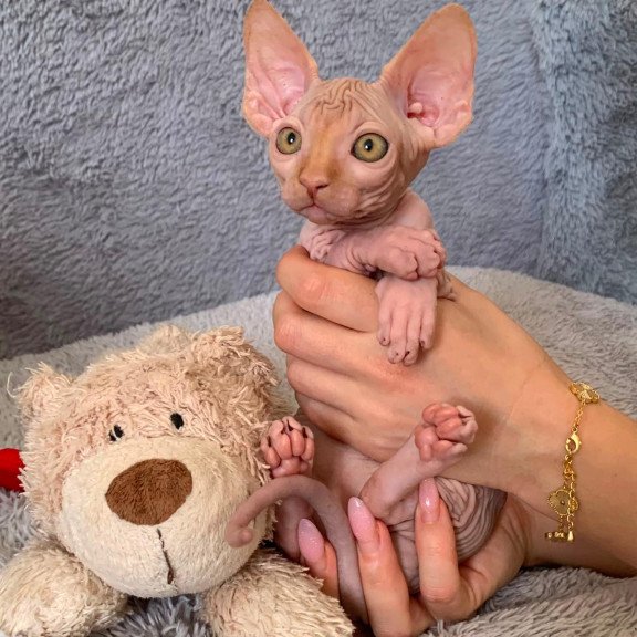 Sphynx Pumpkin kitten is in USA