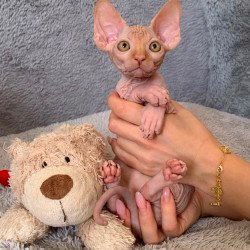 Sphynx Pumpkin kitten is in...