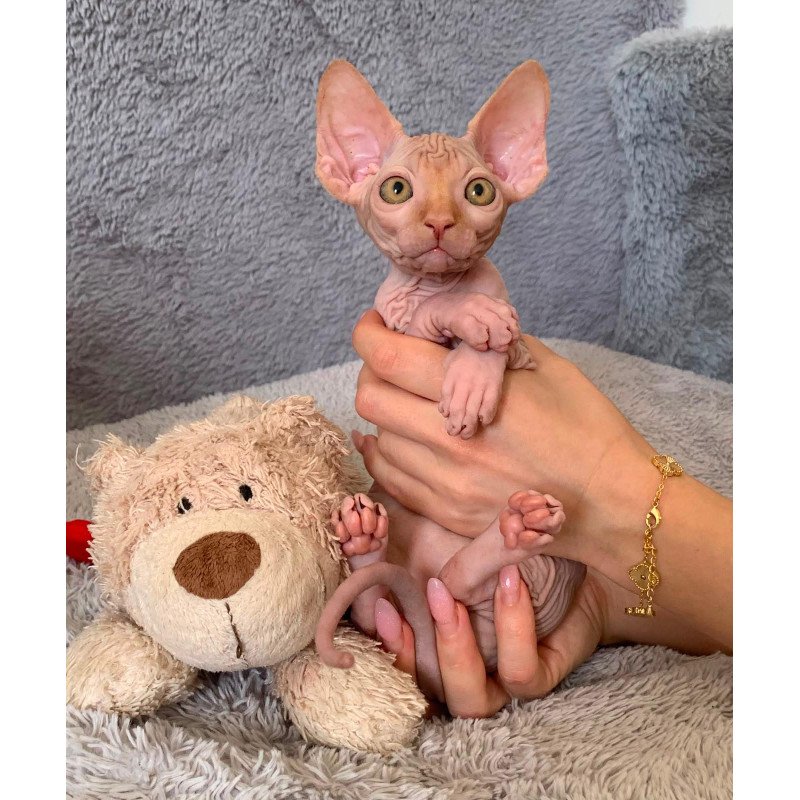 Sphynx Pumpkin kitten is in USA
