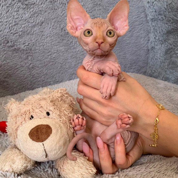 Sphynx Pumpkin kitten is in USA