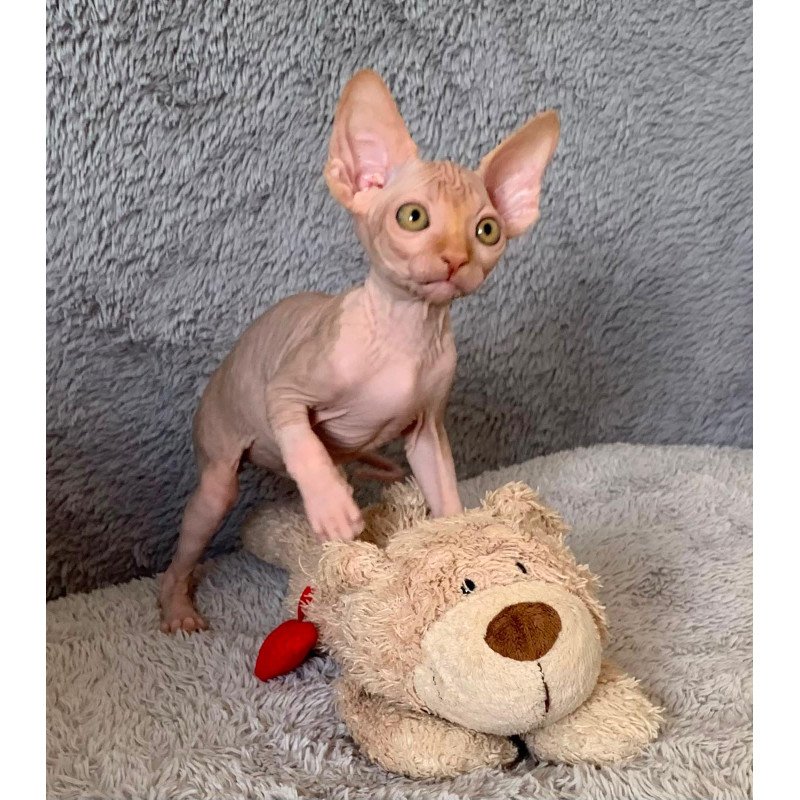 Sphynx Pumpkin kitten is in USA