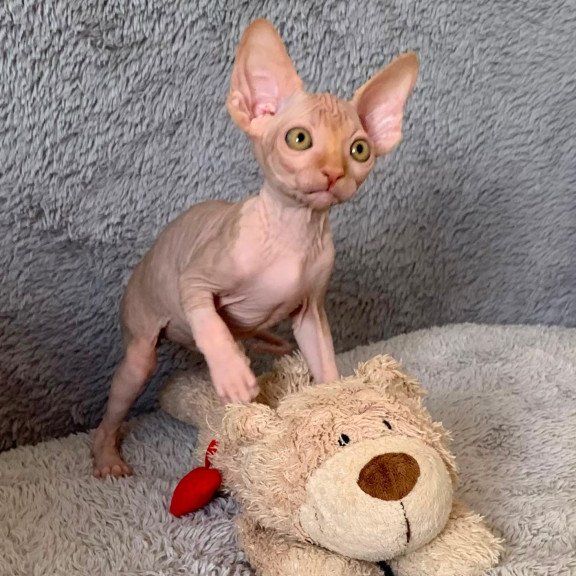 Sphynx Pumpkin kitten is in USA