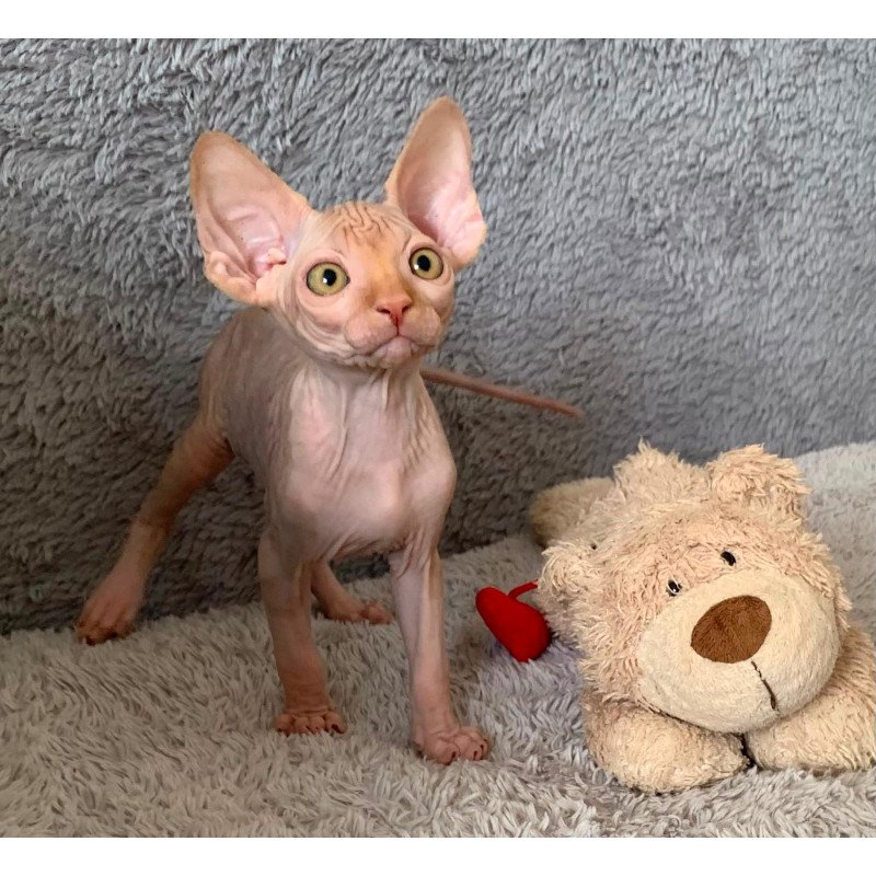 Sphynx Pumpkin kitten is in USA