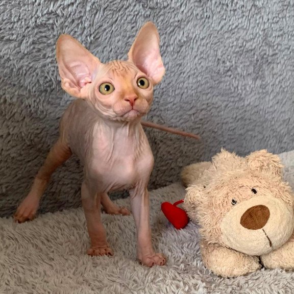 Sphynx Pumpkin kitten is in USA