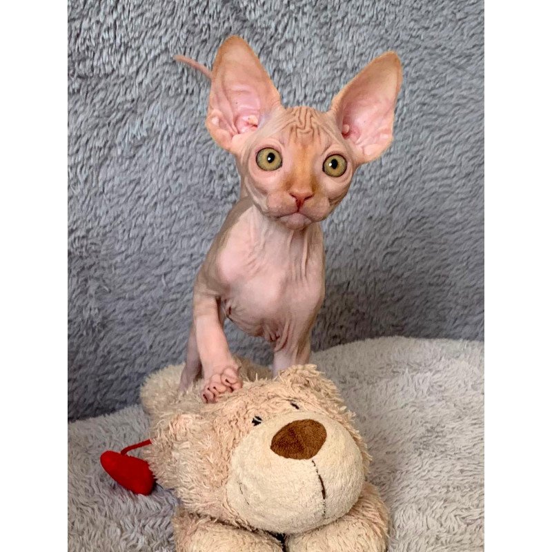 Sphynx Pumpkin kitten is in USA