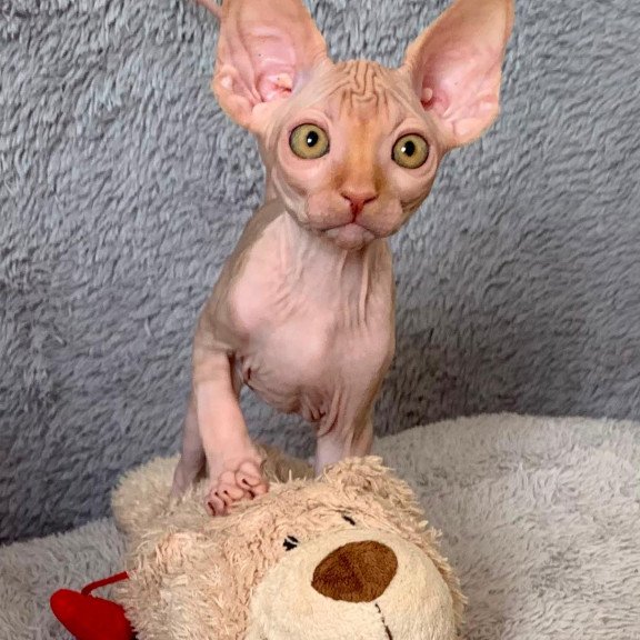 Sphynx Pumpkin kitten is in USA