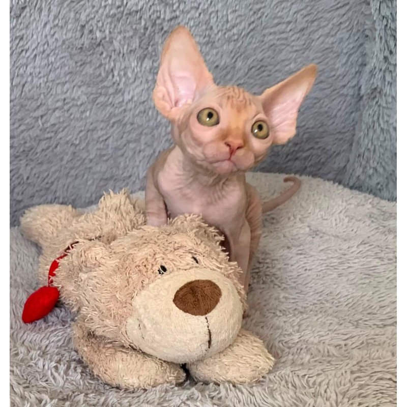 Sphynx Pumpkin kitten is in USA