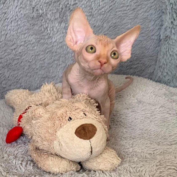 Sphynx Pumpkin kitten is in USA