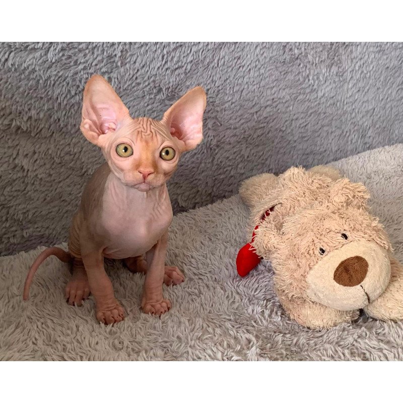 Sphynx Pumpkin kitten is in USA