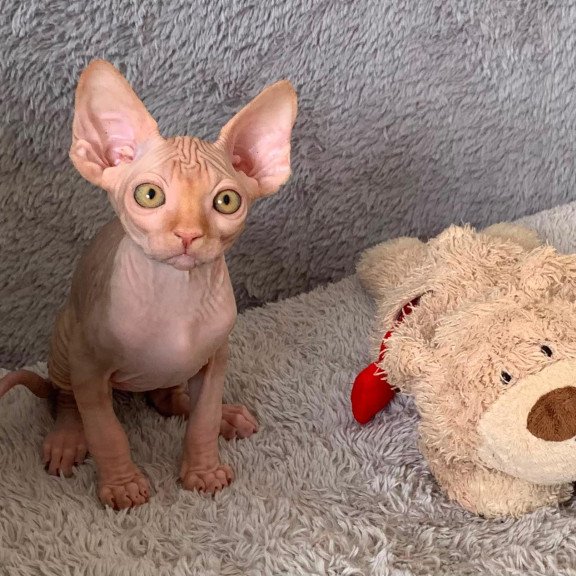 Sphynx Pumpkin kitten is in USA