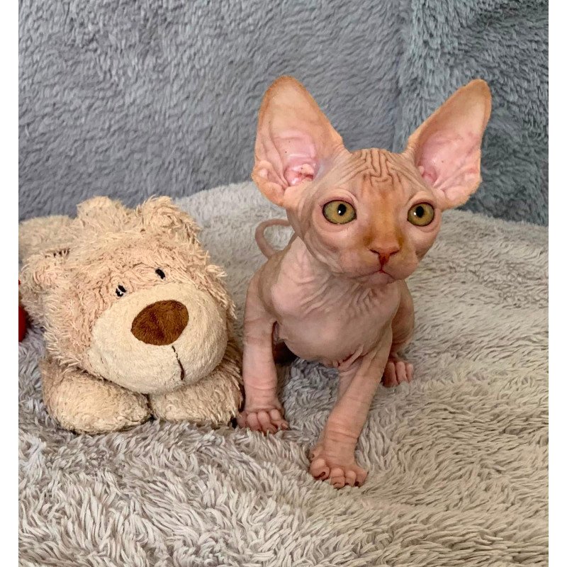 Sphynx Pumpkin kitten is in USA