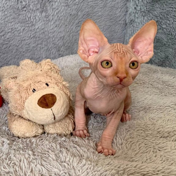 Sphynx Pumpkin kitten is in USA