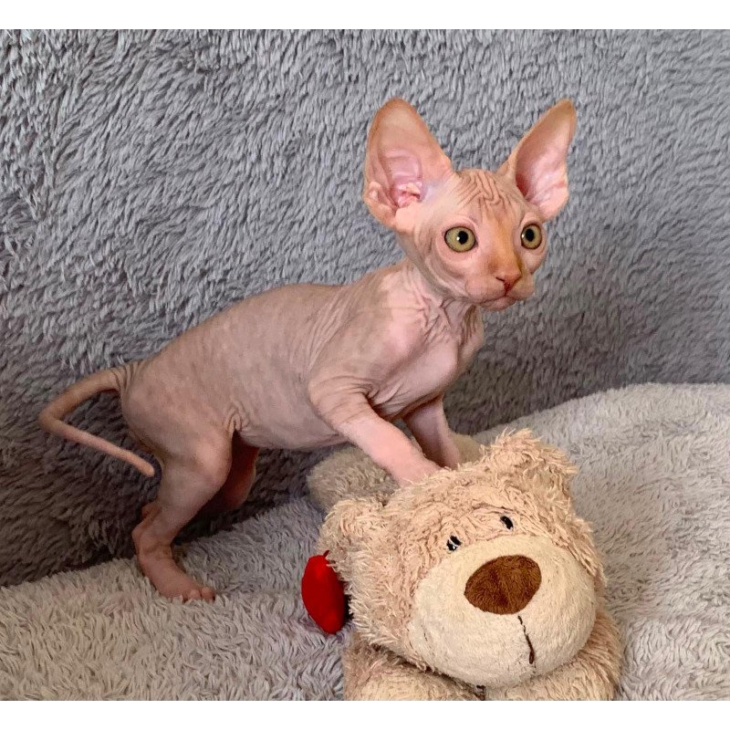Sphynx Pumpkin kitten is in USA