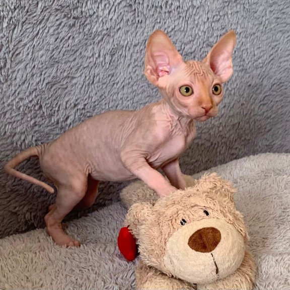 Sphynx Pumpkin kitten is in USA
