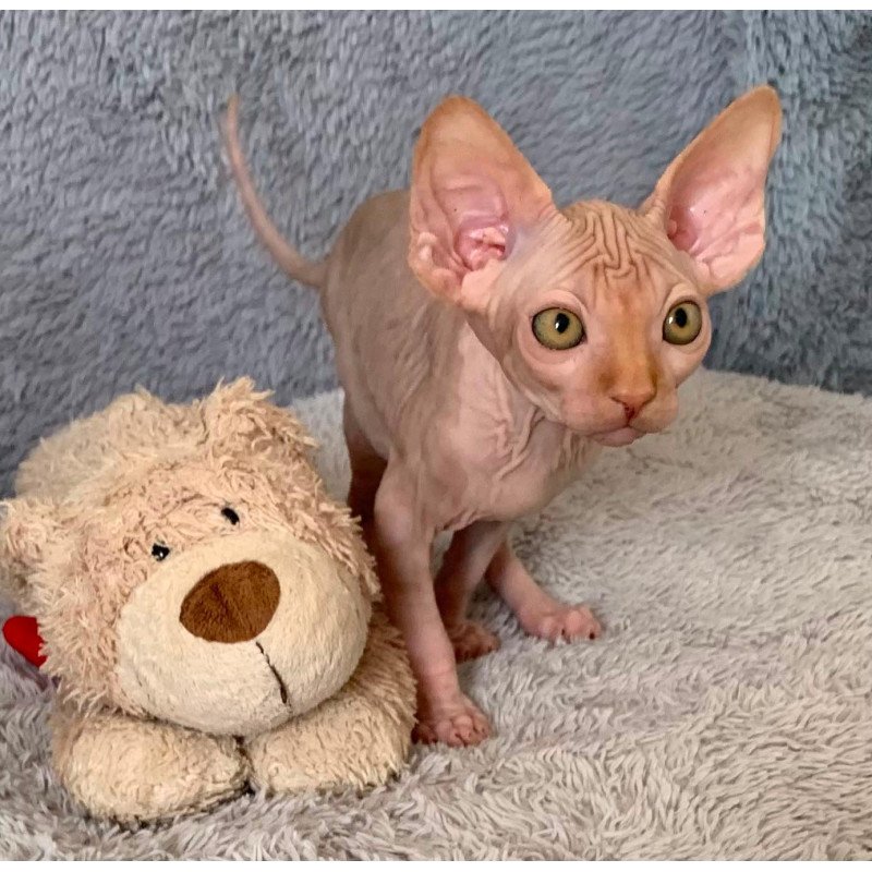 Sphynx Pumpkin kitten is in USA