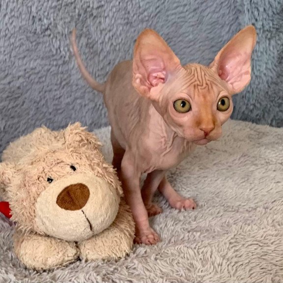 Sphynx Pumpkin kitten is in USA
