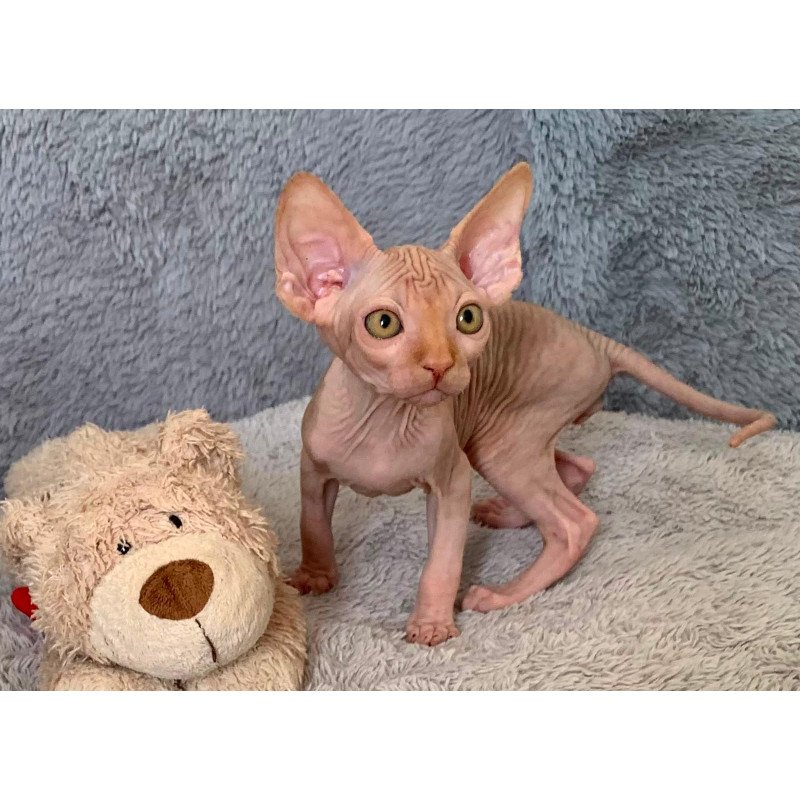 Sphynx Pumpkin kitten is in USA