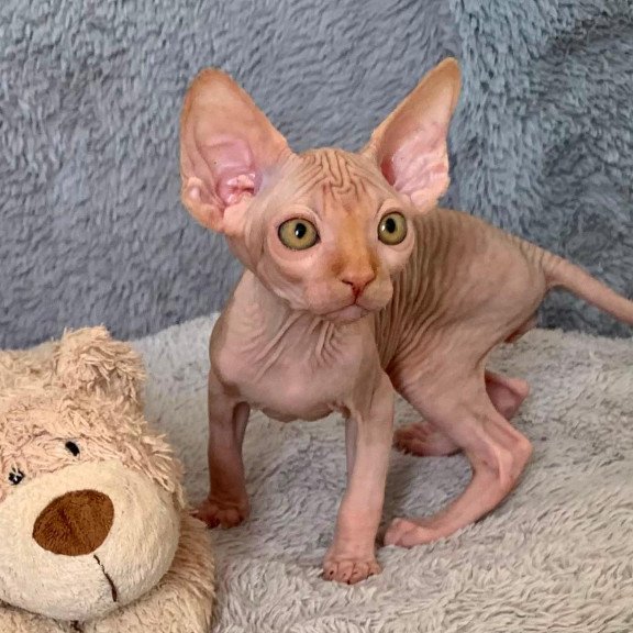 Sphynx Pumpkin kitten is in USA