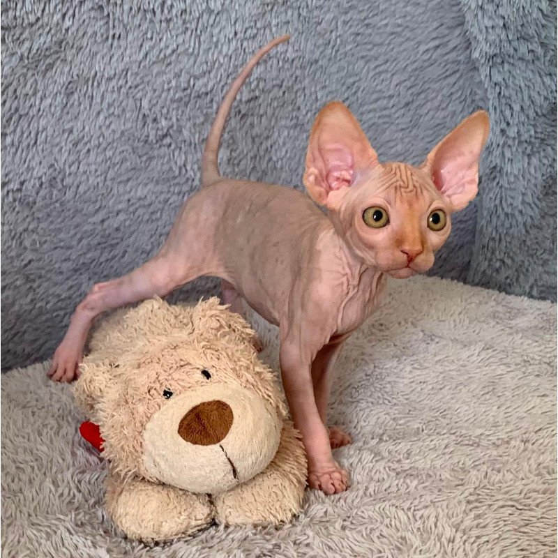 Sphynx Pumpkin kitten is in USA