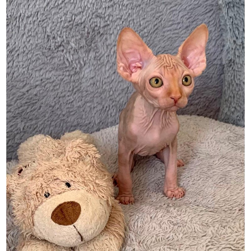 Sphynx Pumpkin kitten is in USA