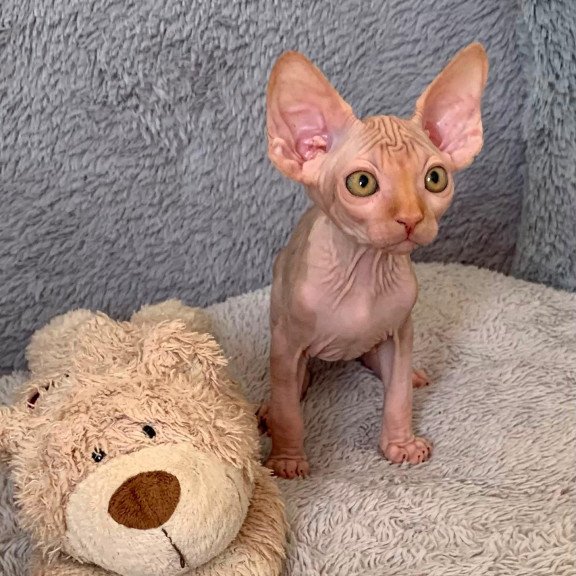 Sphynx Pumpkin kitten is in USA