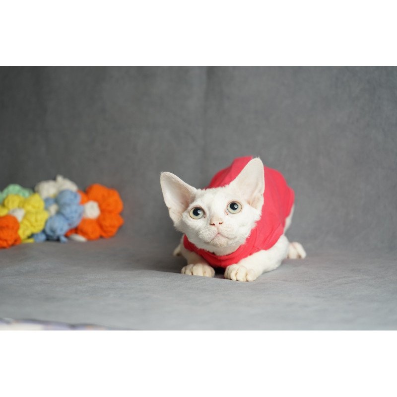 Devon Rex NOV Nika