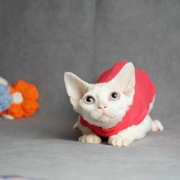 Devon Rex NOV Nika