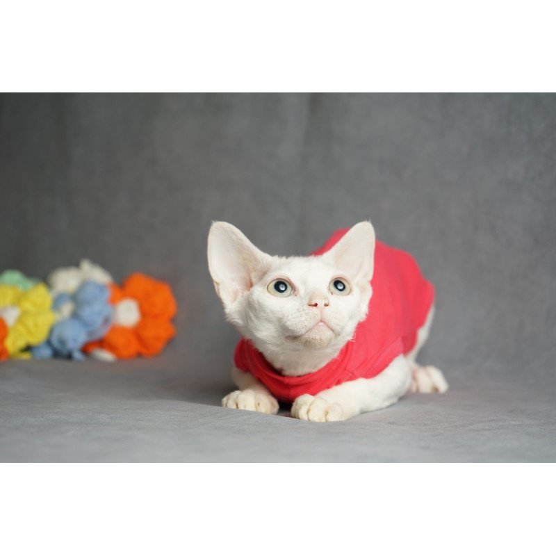 Devon Rex NOV Nika