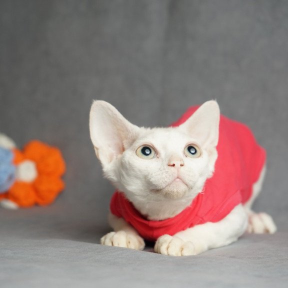 Devon Rex NOV Nika