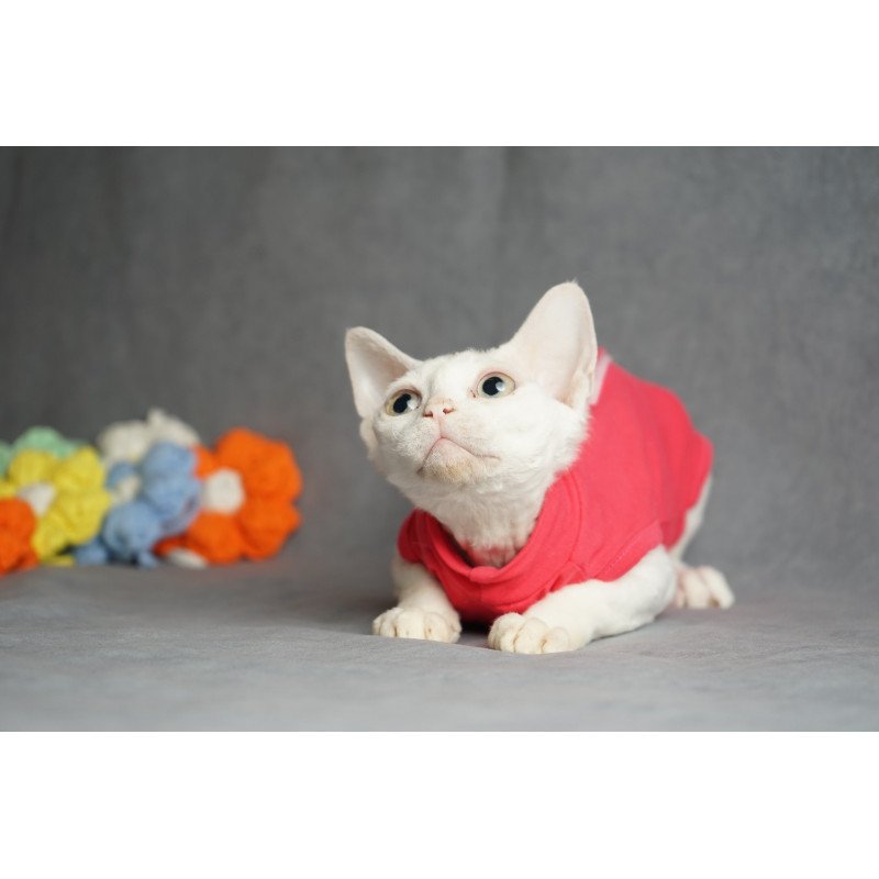 Devon Rex NOV Nika
