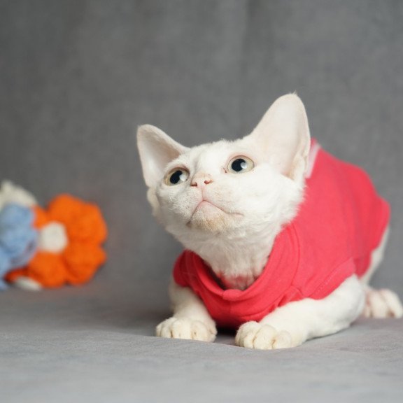 Devon Rex NOV Nika