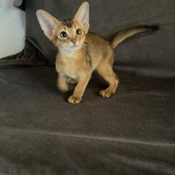 Abyssinian NOV Flora
